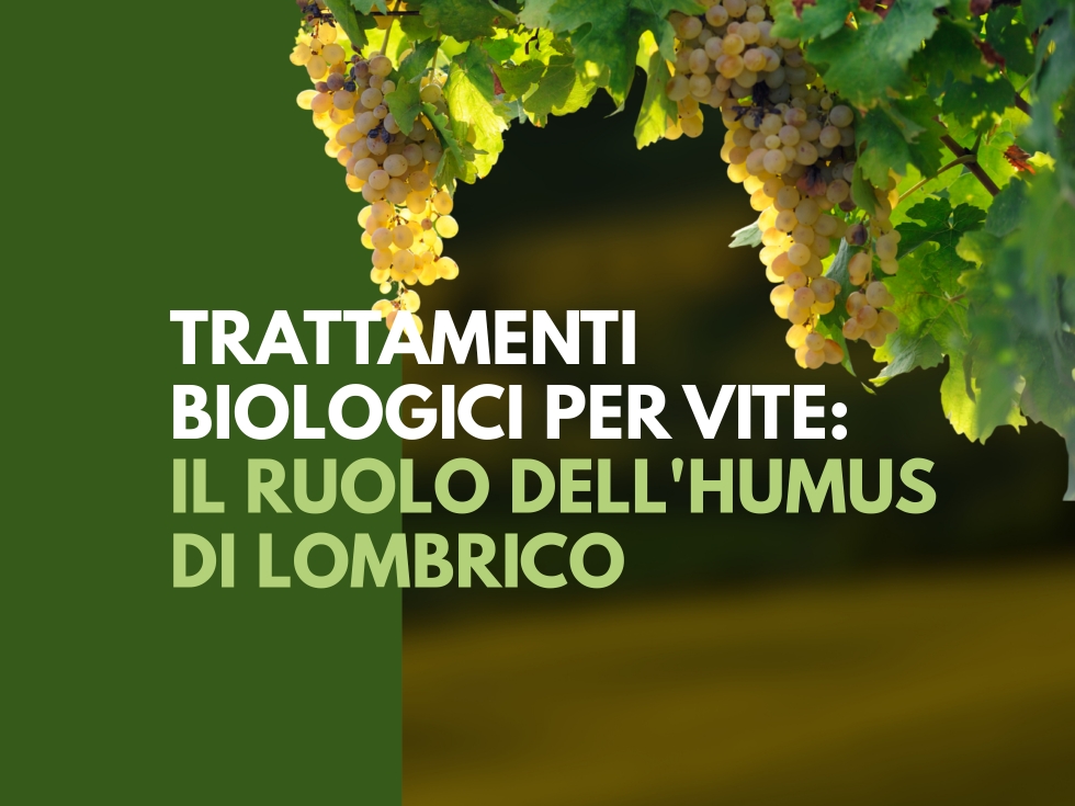 trattamenti-biologici-vite-humus-lombrico